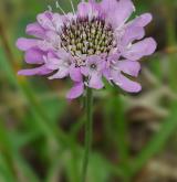 hlaváč lesklý <i>(Scabiosa lucida)</i> / Květ/Květenství