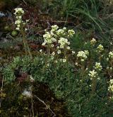 lomikámen vždyživý <i>(Saxifraga paniculata)</i>