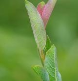 vrba borůvkovitá <i>(Salix myrtilloides)</i>