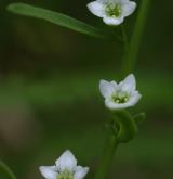 lněnka alpská <i>(Thesium alpinum)</i> / Květ/Květenství
