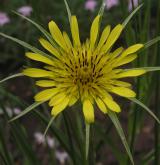 kozí brada pochybná <i>(Tragopogon dubius)</i>