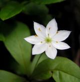 sedmikvítek evropský <i>(Trientalis europaea)</i> / Květ/Květenství