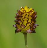 jetel kaštanový <i>(Trifolium spadiceum)</i> / Květ/Květenství