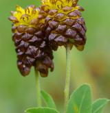 jetel kaštanový <i>(Trifolium spadiceum)</i>