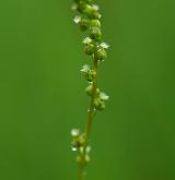 bařička bahenní <i>(Triglochin palustris)</i> / Květ/Květenství