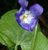 violka křovištní <i>(Viola suavis)</i> / Květ/Květenství