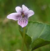 violka bahenní <i>(Viola palustris)</i> / Květ/Květenství