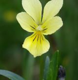 violka žlutá <i>(Viola lutea)</i> / Květ/Květenství