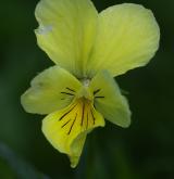 violka žlutá <i>(Viola lutea)</i> / Květ/Květenství