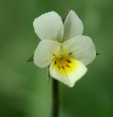 violka rolní <i>(Viola arvensis)</i> / Květ/Květenství