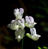 vikev lesní <i>(Vicia sylvatica)</i> / Květ/Květenství