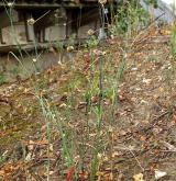 česnek planý <i>(Allium oleraceum)</i> / Habitus