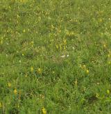 Subkontinentální širokolisté suché trávníky <i>(Cirsio-Brachypodion pinnati)</i> / Porost