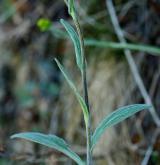 starček (pastarček) celolistý <i>(Tephroseris integrifolia)</i> / Stonek