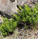 sleziník hadcový <i>(Asplenium cuneifolium)</i> / Habitus