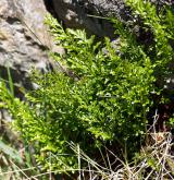 sleziník hadcový <i>(Asplenium cuneifolium)</i> / Habitus