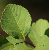 tavolník břízolistý <i>(Spiraea betulifolia)</i> / List