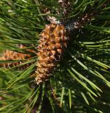 borovice murrayana <i>(Pinus murrayana)</i> / Plod