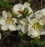 kdoulovec vznešený <i>(Chaenomeles ×superba)</i> / Květ/Květenství