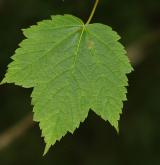 javor klasnatý <i>(Acer spicatum)</i>