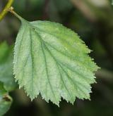 hloh zlatoplodý <i>(Crataegus chrysocarpa)</i> / List