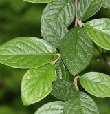 skalník  <i>(Cotoneaster applanatus)</i> / List
