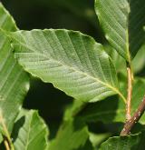 buk vroubkovaný <i>(Fagus crenata)</i> / List