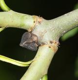 jasan černý <i>(Fraxinus nigra)</i> / Větve a pupeny