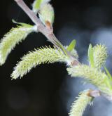 vrba geyeriana <i>(Salix geyeriana)</i> / Květ/Květenství
