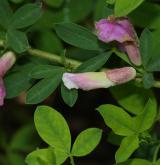 čilimník nachový <i>(Cytisus purpureus)</i> / Květ/Květenství