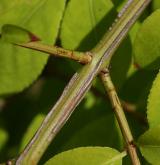 brslen křídlatý <i>(Euonymus alatus)</i> / Větve a pupeny