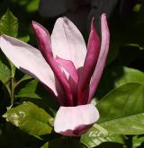 šácholan liliokvětý <i>(Magnolia liliiflora)</i> / Květ/Květenství