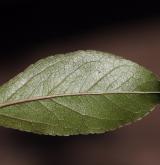 jabloň nachová <i>(Malus ×purpurea)</i> / List
