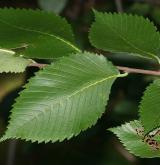 jilm americana <i>(Ulmus americana)</i> / List