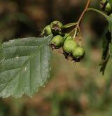 hloh dodgei <i>(Crataegus dodgei)</i> / List