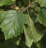 hloh Wilsonův <i>(Crataegus wilsonii)</i>