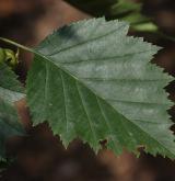 hloh paucispina <i>(Crataegus paucispina)</i> / List