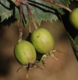 hloh exclusa <i>(Crataegus exclusa)</i> / Plod