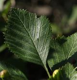 hloh macracantha <i>(Crataegus macracantha)</i> / List