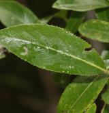 vrba Ehrhartova <i>(Salix ×ehrhartiana)</i> / List