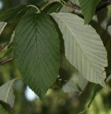 jeřáb hemsleyi <i>(Sorbus hemsleyi)</i> / List