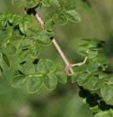 šeřík pinnatifolia <i>(Syringa pinnatifolia)</i> / List