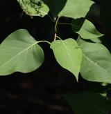 šeřík hyacintokvětý <i>(Syringa ×hyacinthiflora)</i> / List