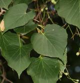 lípa amurská <i>(Tilia amurensis)</i> / List