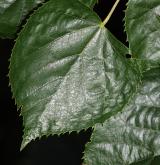 lípa mandžuská <i>(Tilia mandshurica)</i> / List