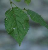 meruňka brianconská <i>(Prunus brigantina)</i> / List
