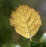 dub olšolistý <i>(Quercus alnifolia)</i> / List