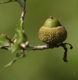 dub kermesový <i>(Quercus coccifera)</i> / Plod