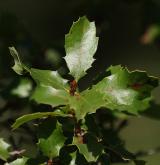 dub křovištní <i>(Quercus dumosa)</i>