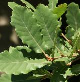 dub portugalský <i>(Quercus lusitanica)</i> / List